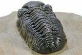 Phacopid (Austerops) Trilobite - Foum Zguid, Morocco #233254-2